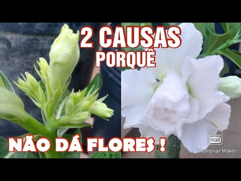 Vídeo: Por Que A Forsítia Se Recusa A Florescer?