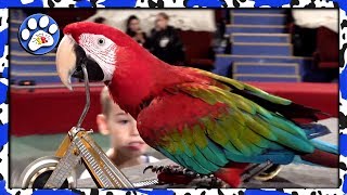 Единственный В МИРЕ ПОПУГАЙ АРА в цирке 🐦🐦🐦 Единственный В МИРЕ ПОПУГАЙ АРА в цирке 🐦🐦🐦