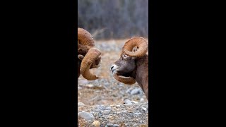 Bighorn Rams Fighting During the Rut 🐏 #shorts
