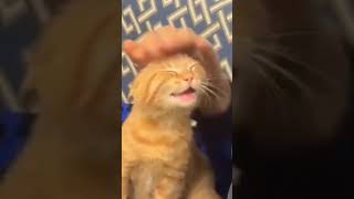 y como son los gatos de mis vecinos?, como son🤑
