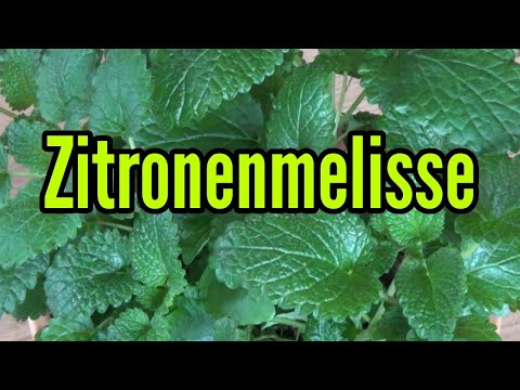 Video: Zitronenmelisse als Zimmerpflanze h alten: Wie man Zitronenmelisse drinnen anbaut