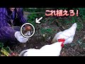 サバイバル備蓄　食糧難はこれを栽培すれば乗り切れます　自給自足生活