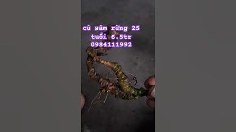 Củ sâm rừng già #sâm_ngọc_linh_rừng #sâm_ngọc_linh #sâm_lai_châu_rừng #sâm_ngọc_linh_rừng