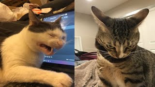 When a silly Cat becomes your best friend 😹 The funniest animals and pets 😅 #2