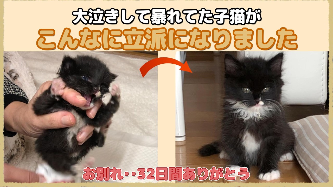 ありがとうモコちゃん…泣き叫んでた子猫が幸せに【モコちゃん最終話・保護猫日記】