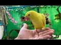 Meet (Mango) Cute Yellow Ringneck Parrot