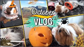 Halloween piggie pumpkins, cleaning madness, Birthday presents and tasty slop?! | October Vlog