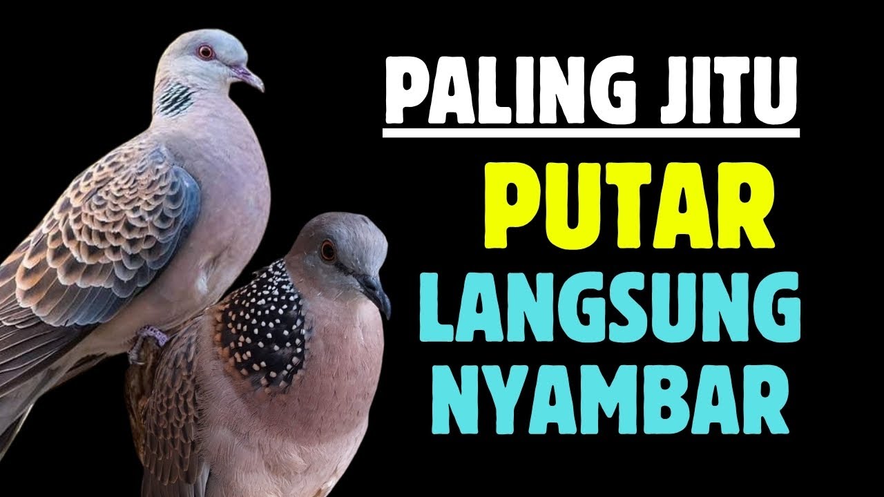 Suara Tekukur Gacor Terbaru 2025 Cocok Untuk Pancingan Dan Pikat | SUARA TEKUKUR ALAM