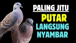 Suara Tekukur Gacor Terbaru 2025 Cocok Untuk Pancingan Dan Pikat | SUARA TEKUKUR ALAM