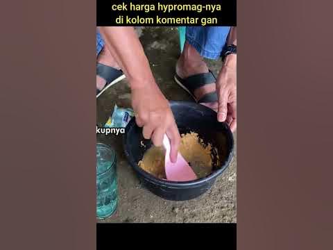 Terbaru!! 2023 Racikan Umpan Ikan Mas Terjitu Sedunia Umpan Murah