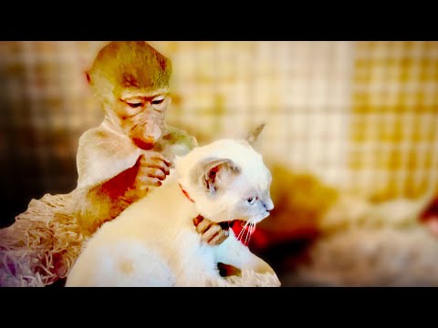 Это НАДО ВИДЕТЬ! Люська-заботушка просто ОБОЖАЕТ своего любимого Басика)))