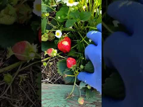 Сельва сладкая, красная,