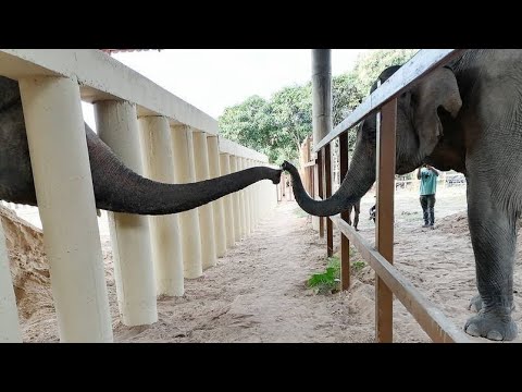 World’s Loneliest Elephant makes first friend in 8 years after being saved from misery
