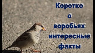 Воробей. Коротко о воробьях