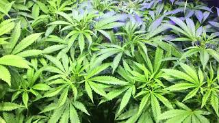Great environment means big plants. Can’t wait any longer to go to FLOWER.