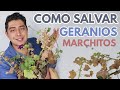 geranios como salvarlos CHUYITO JARDINERO