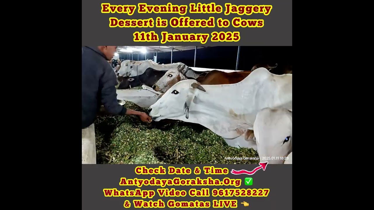 [11 Jan 2025] Gomatas Cherish Jaggery Offering