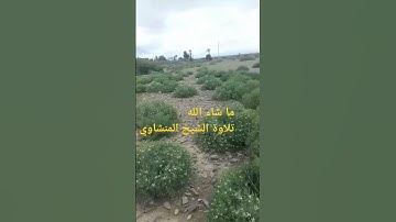 ما شاء الله تلاوة الشيخ المنشاوي