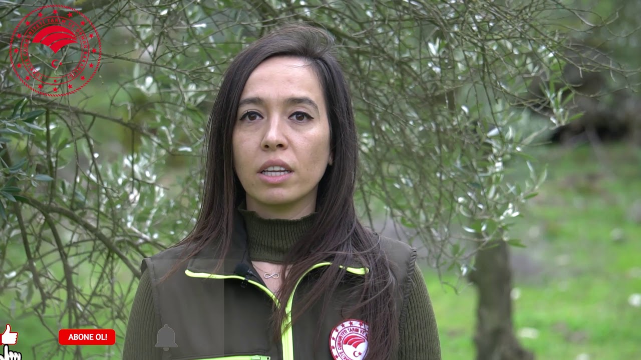 Zeytin'de Halkalı Leke Hastalığı Çözümü