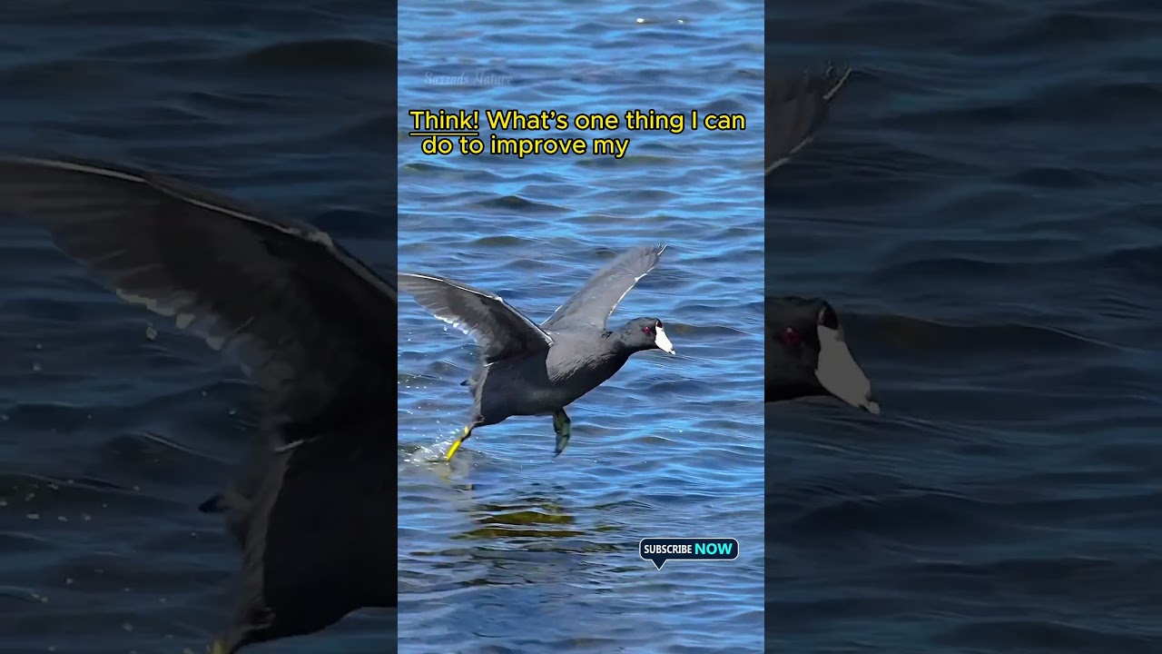 || Birds flying ||  Think! What’s one thing I can do to improve my mood???