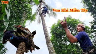 Vua Khỉ Miền Tây cưa xử lý và hạ hai cây Dừa, nằm nghiêng qua vườn người khác ? Cutting coconut tree