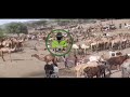 Badaay Barrik Nee Kattatta Amoder Qafarak Arciba Follow Like And Share Nee Abak Maqar Nee Aba Badaay Barrik Nee Kattatta Amoder Qafarak Arciba Follow Like And Share Nee Abak Maqar Nee Aba