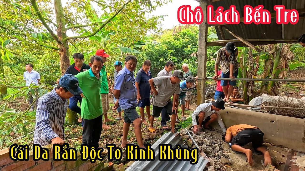 Cả 1 Xóm Lại Xem Nhóm Thợ Săn Truy Tìm Con Hổ Mang Để Lại Lớp Da To Khủng Khiếp | Mười Thương SB