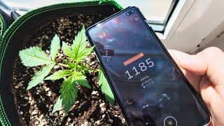 Mein erster Cannabis Anbau - Erste mal Düngen, Lichtstärke & Luftfeuchtigkeit nach VPD | Growguide