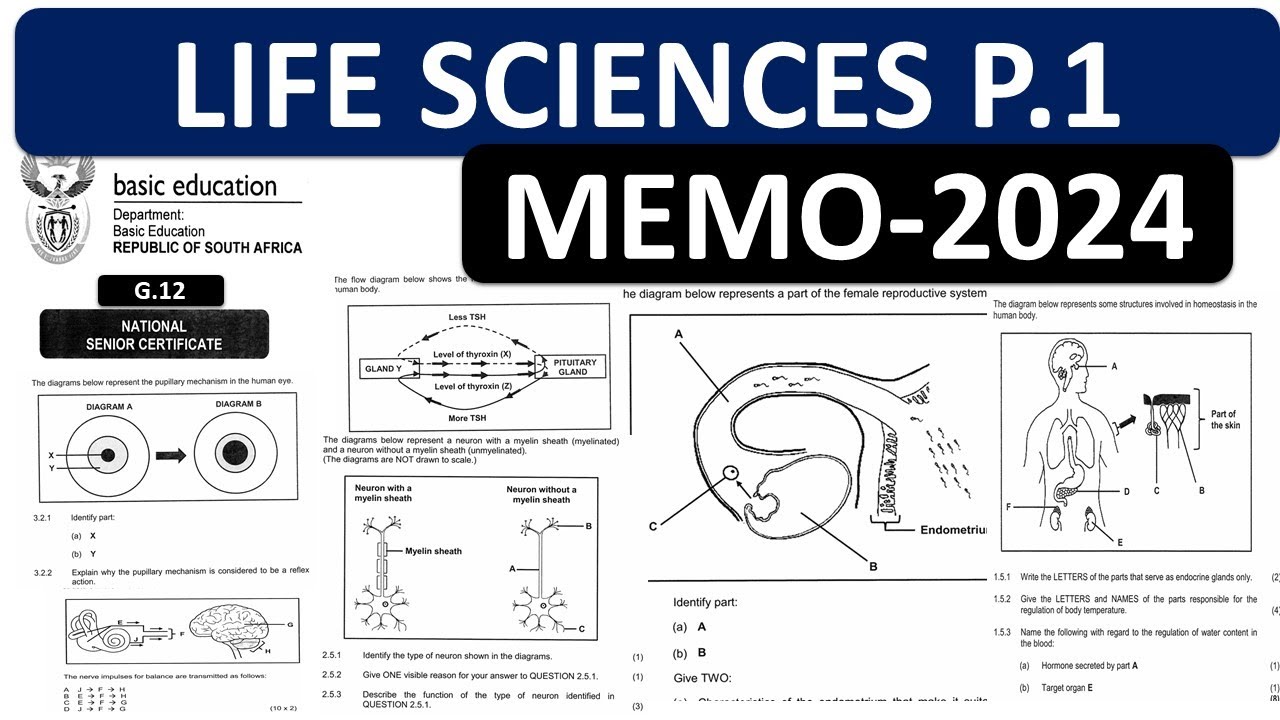 MEMO 2024 LIFE SCIENCES P.1 GRADE 12 2024, LIFE SCIENCES GRADE 12 MEMO ...