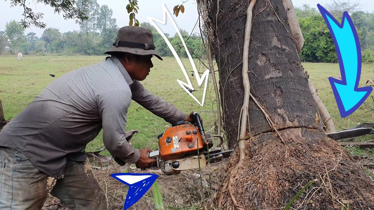 Incredible Cutting Down Palm Tree With Chainsaw STIHL MS 070 - YouTube