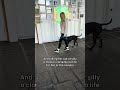 Bonnie, the reactive Cane Corso!
