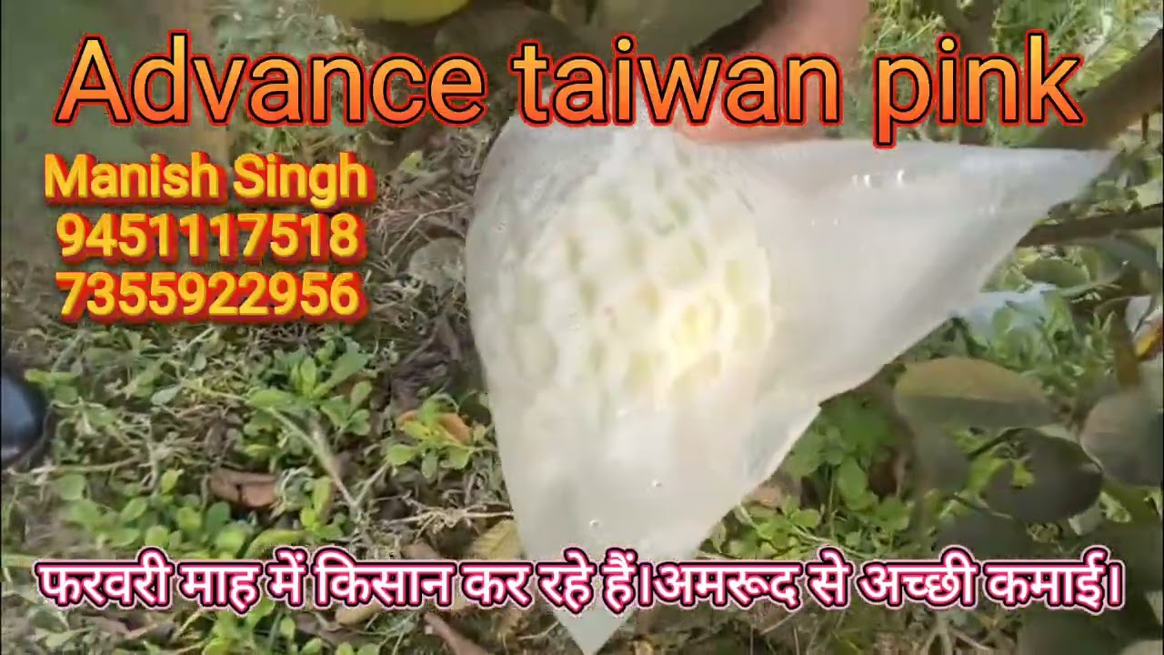 #Advance Taiwan Pink Farming पौध के लिए दिए गए नंबर पर संपर्क करें।9451117518