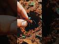 Inside a Leafcutter Ant Colony – Real POV From an Ant’s Back! 🐜🔬#AntColony #POVCamera #MacroWildlife