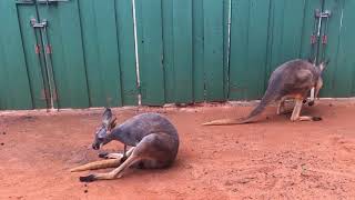 Pooping Kangaroo