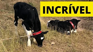 Como criar bezerros no leite em pó?
