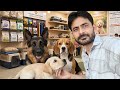 Labrador puppy cute ke sath banai video dekho kitna cute hai ye #labrador #dog #dogs