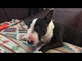 Funny Talking Tony Mini Bull Terrier の動画、YouTube動画。