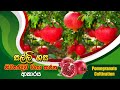 දෙළුම් වලින් සල්ලි හොයමු, Pomegranate Cultivation,දෙළුම් වගාව නිවැරදිව සිදුකරන ආකාරය, BST Saman,