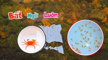 Chuyện Hi Hữu Lần Đầu Mua Cua Trên Mạng Và Bất Ngờ Cá Koi Nở Trong Bể Rất Nhiều / Quế Nghịch