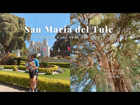 A Sunday bike ride to Santa Maria del Tule, home of the widest tree in the world !! | OAXACA 2023
