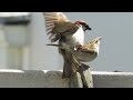 Mating Cape Sparrow Mp3 Song