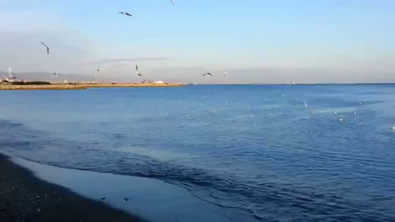Seagulls Lady S Mile Beach Limassol Cyprus Youtube