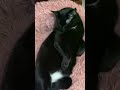 Charming Eyes ✨ Stylish Sleep Pose ✨ Unique Swimsuit #shorts #blackstyle #prettycats