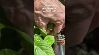 Отличный укоренитель своими руками дома . БЕСПЛАТНО. Проверено временем