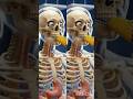 What Tacos Really Do Inside Your Body 🌮😳 | Human Body Explained #sohelhealthtips