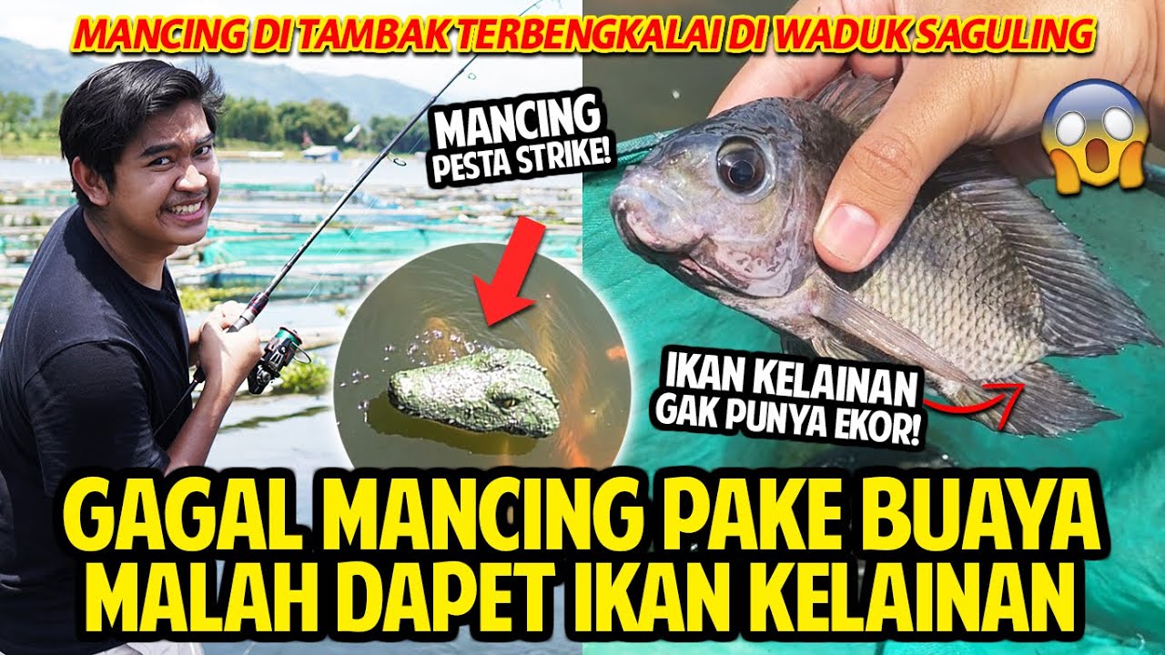 Gagal Mancing Pake Buaya Malah Dapet Ikan Kelainan Mancing Ditambak