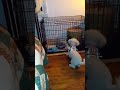 Kitten Plays Peekaboo with Poodle