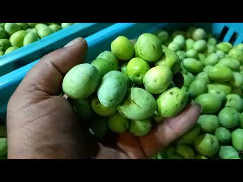 بشاير الزيتون واخر اسعاره واسعار الليمون وخلى بالك من الغش