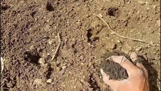 Metode tanam kencur di kebun menggunakan pupuk kandang dan ampas kayu