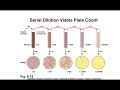Serial Dilution and Plate Counts - YouTube